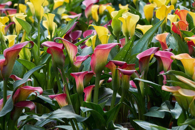 Colored Calla Lily In The Garden