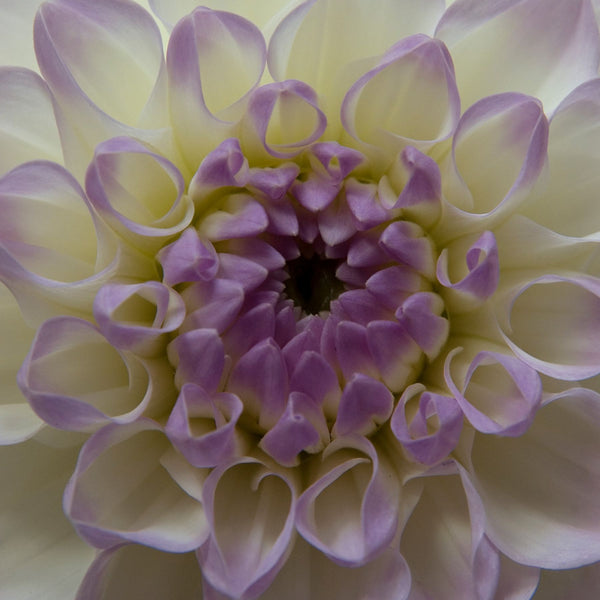 Eveline Dahlias Order Dahlia Tubers online Bulbs Direct NZ