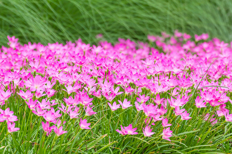 Pink Rain Lily Flower