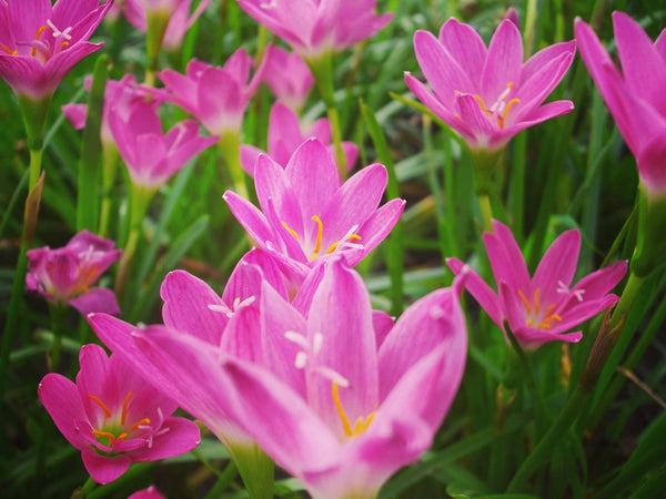 Zephyranthes Lily or rain Lily. Picture in vintage and retro tone.