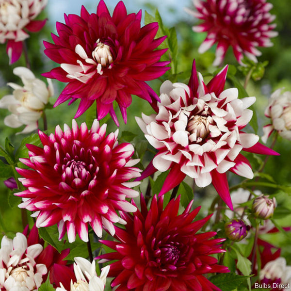 Rebecca's World Dahlias Buy Dahlia Tubers online Bulbs Direct NZ