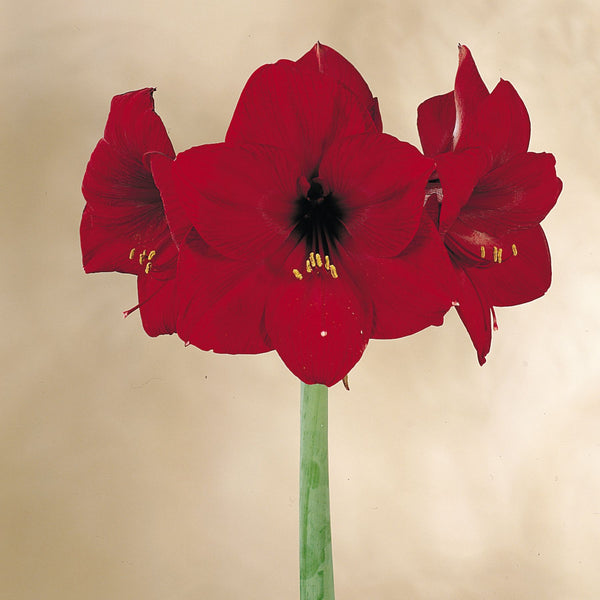 Royal Velvet Hippeastrum Order Bulbs online Bulbs Direct NZ