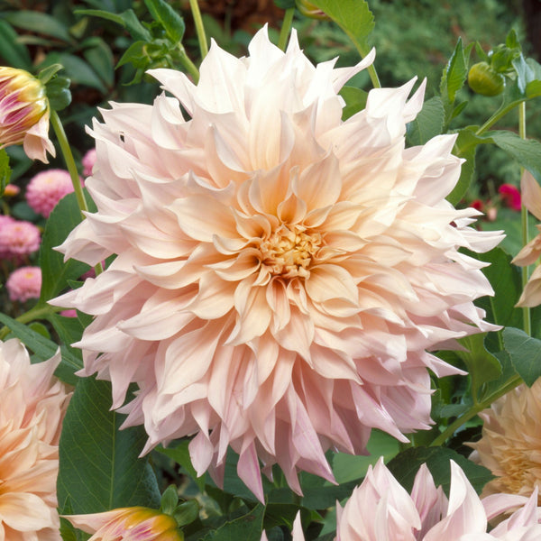 Dahlia cafe au outlet lait