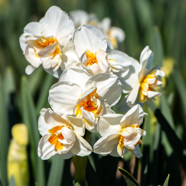 Sir Winston Churchill Daffodils Order Bulbs online Bulbs Direct NZ