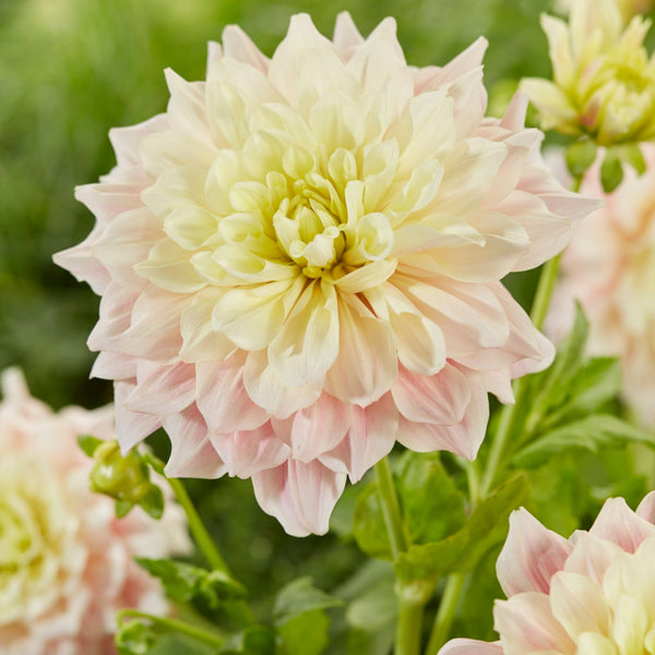 Break Out Dahlias Order your Dahlia Tubers online Bulbs Direct NZ