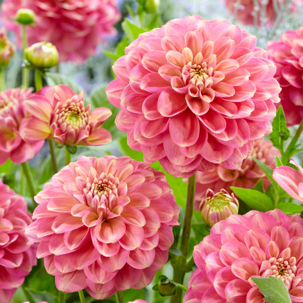 Milena F Dahlias Buy your Dahlia Tubers direct Bulbs Direct NZ