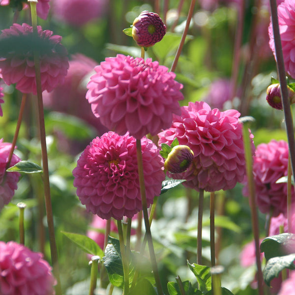 Stolze von Berlin Dahlias Order Dahlia Tubers online Bulbs Direct