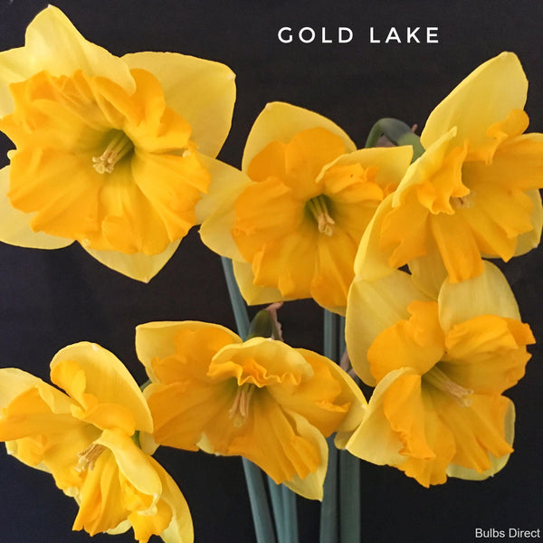 Gold Lake Daffodil Order Daffodil Bulbs online Bulbs Direct NZ