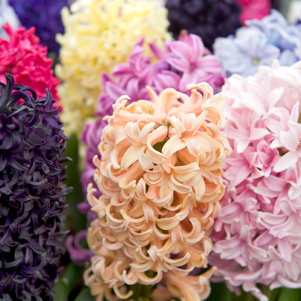Hyacinth Mixed Order Hyacinth Bulbs online Bulbs Direct NZ