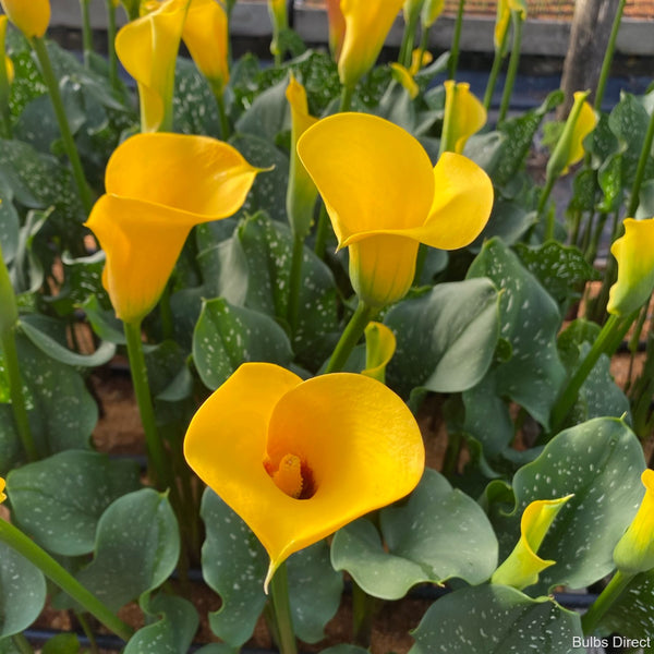 Gold Callas Buy Calla Lily Bulbs online Bulbs Direct NZ