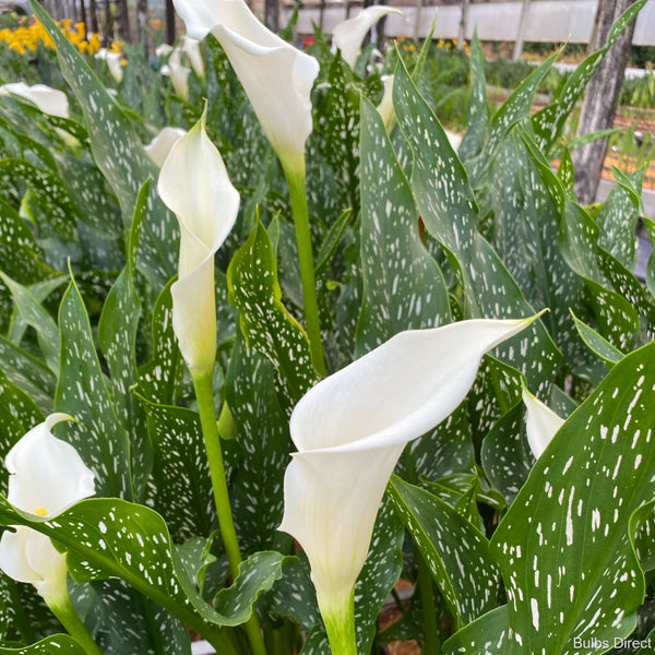 Snowbird Callas Buy Calla Lily Bulbs online Bulbs Direct