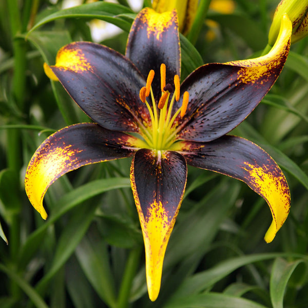 lionheart asiatic lily Lion Heart Asiatic Lilies | Buy Lily Bulbs online