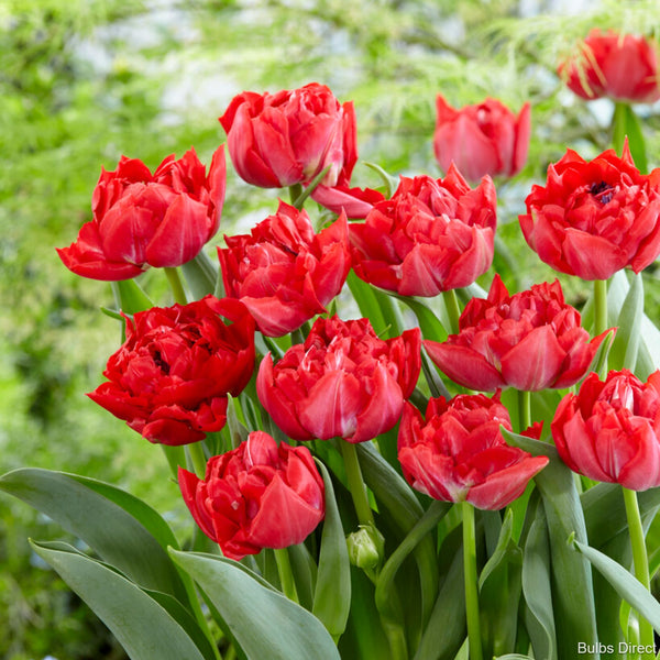 Tulip Magic Price Buy Tulip Bulbs online Bulbs Direct NZ