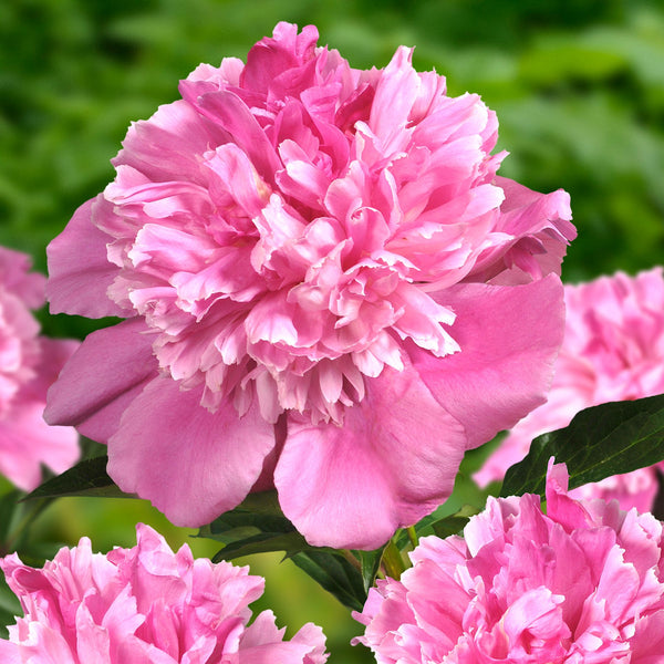 Bouquet Perfect Peonies Buy Peony plants online Bulbs Direct NZ