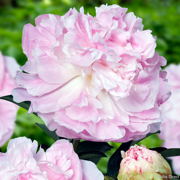 My Love Peonies Buy Peony plants online Bulbs Direct NZ