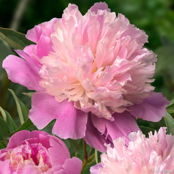 Sorbet Peonies Buy Peony plants online Bulbs Direct NZ