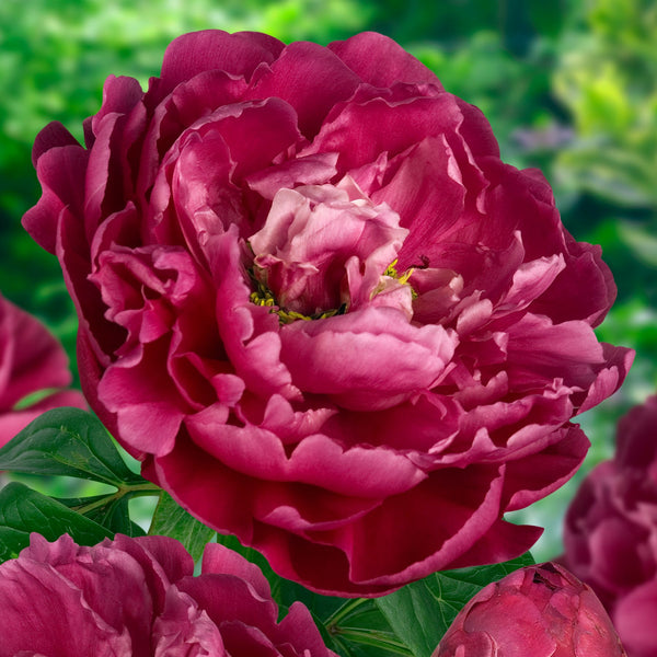 Karl Rosenfield Peony Order your Peonies online Bulbs Direct NZ
