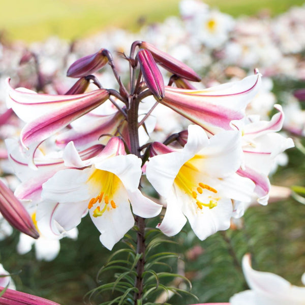 christmas lily flower Regale Christmas Lily | Order Lily Bulbs online