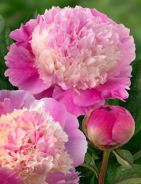 Pink Peony - It has finally arrived, our Lechuza Pon! We