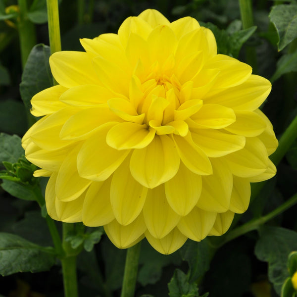 Sunlady Dahlias Order your Dahlia Tubers online Bulbs Direct NZ