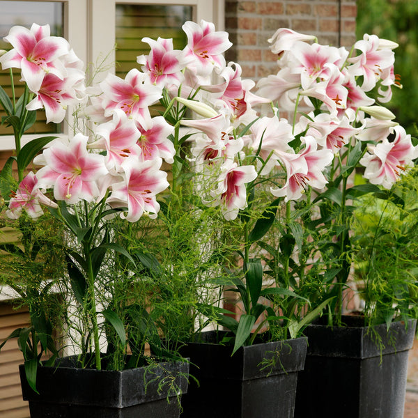 Triumphator Lily Order Lily Bulbs online Bulbs Direct NZ