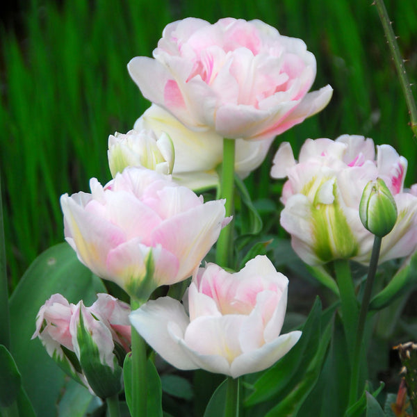 Angelique Tulip Bulbs Buy Tulips online Bulbs Direct NZ