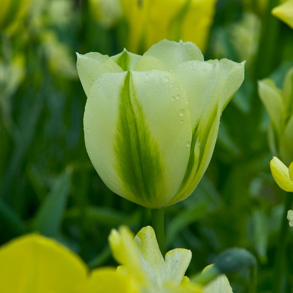 Spring Green Tulips Buy Tulip Bulbs online Bulbs Direct NZ