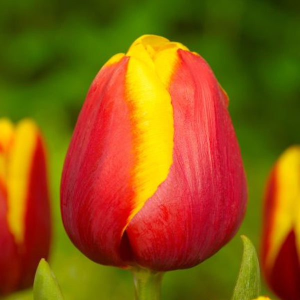 Tulip Sri Chinmoy Buy Tulip Bulbs online Bulbs Direct NZ