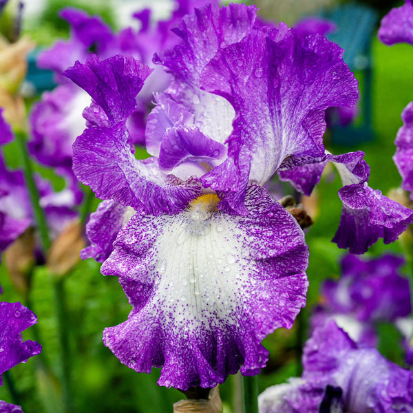 HERITAGE IRISES: New Zealand Tall Bearded Iris LACE AND VIOLETS