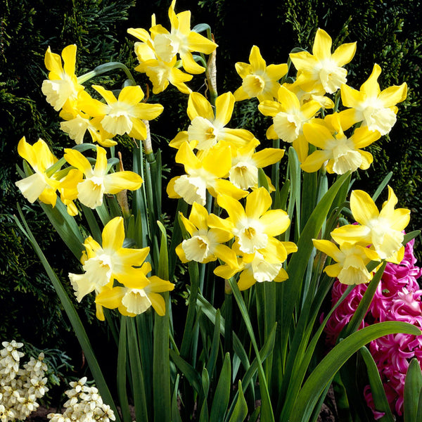Pipet Daffodils (Mini) Order Daffodil Bulbs online Bulbs Direct NZ