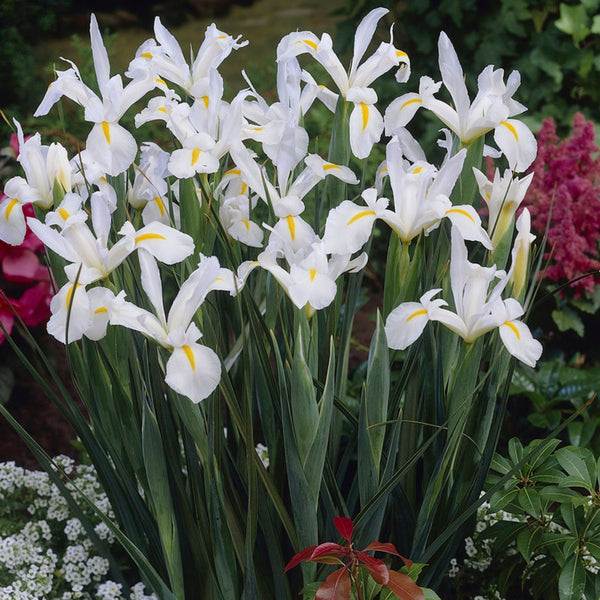 White Bridge Dutch Iris Order Dutch Iris Bulbs Online Bulbs Direct