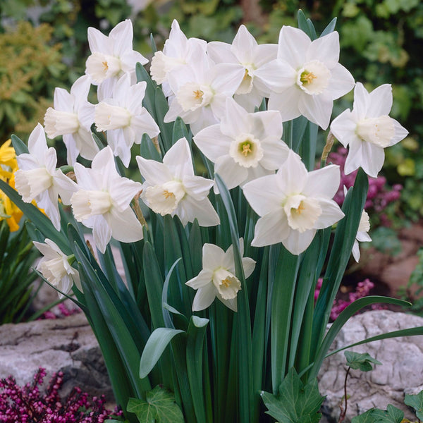 Stainless Daffodils | Order Daffodil Bulbs Online | Bulbs Direct NZ