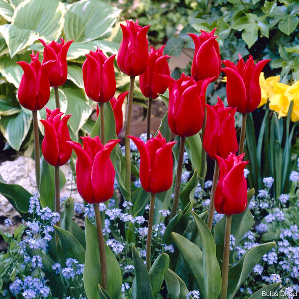 Tulip Pretty Woman Order Tulip Bulbs online Bulbs Direct NZ