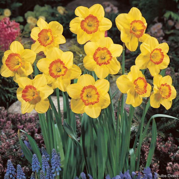 Delibes Daffodils | Order Daffodil Bulbs Online | Bulbs Direct NZ