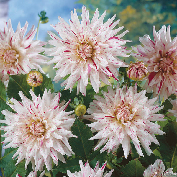 Micks Peppermint Dahlias Order Dahlia Tubers online Bulbs Direct NZ