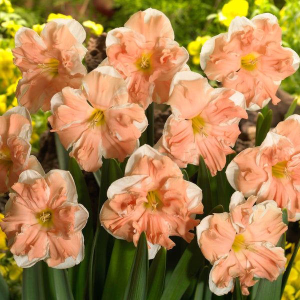 Apricot Whirl Daffodil Order Daffodil Bulbs online Bulbs Direct NZ