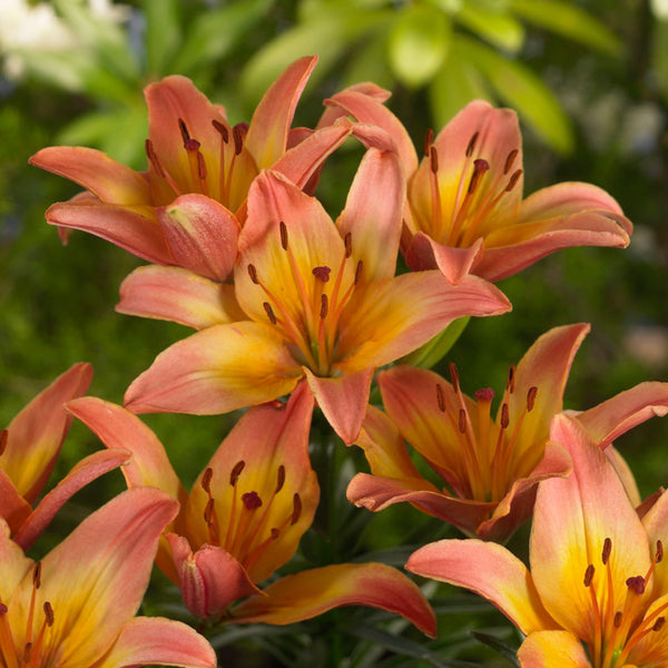 ladylike asiatic lily Ladylike Asiatic Lily | Order Lily Bulbs online