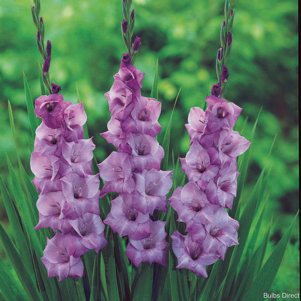 Gladiolus bulbs deals for sale