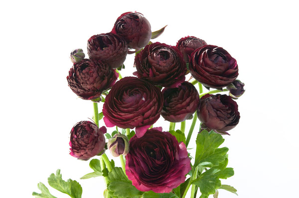 Ranunculus Mahogany, Order Ranunculus Corms online