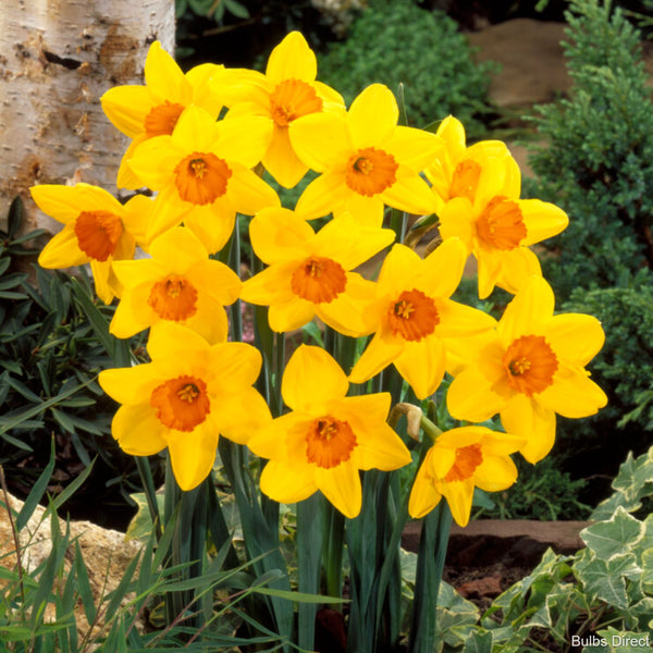 First Red Daffodils | Order Daffodil Bulbs Online | Bulbs Direct NZ