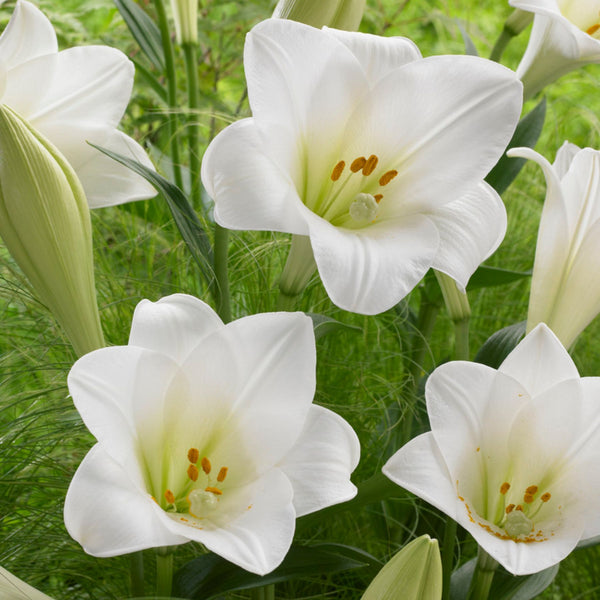 white lilies nz Watch Up Lilium | Order Lily Bulbs online
