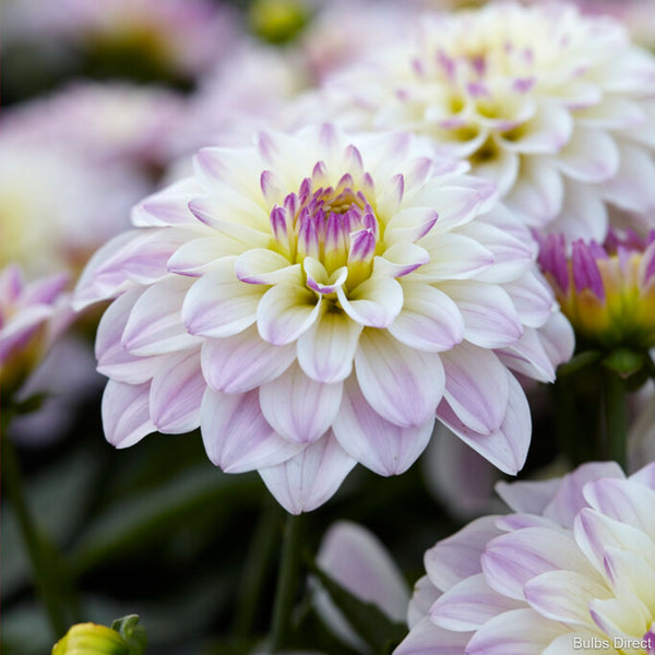 Dahlias Order Dahlia Tubers online Bulbs Direct NZ