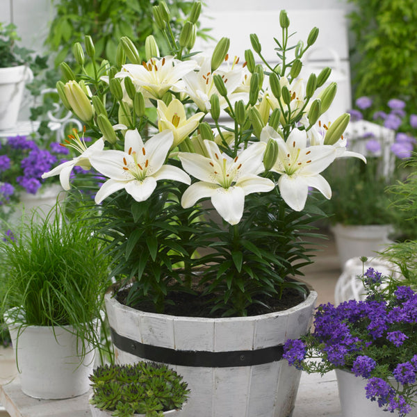 asiatic lily sparkling joy Belem Asiatic Lily | Order Lily Bulbs online