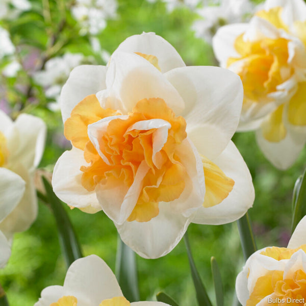 Pearl Beauty Daffodil Order Daffodil Bulbs online Bulbs Direct NZ
