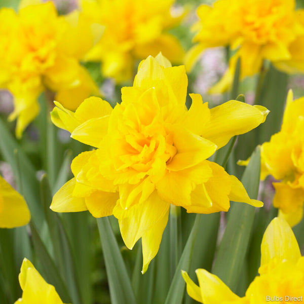 Van Sion Daffodils | Order Daffodil Bulbs Online | Bulbs Direct NZ