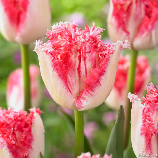 Tulip Neglige Buy Neglige Tulip Bulbs online Bulbs Direct NZ