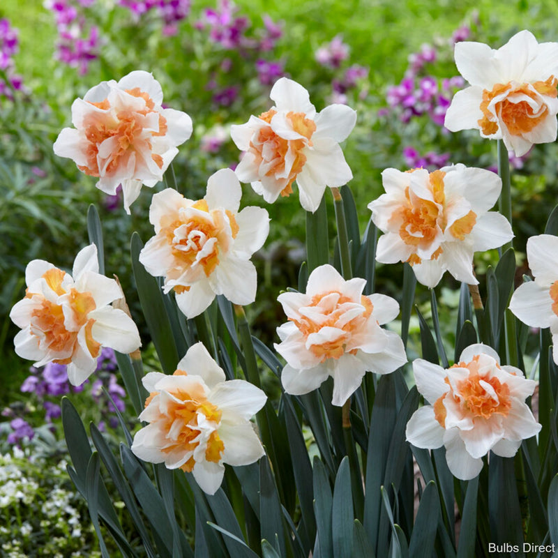 replete daffodil bulbs