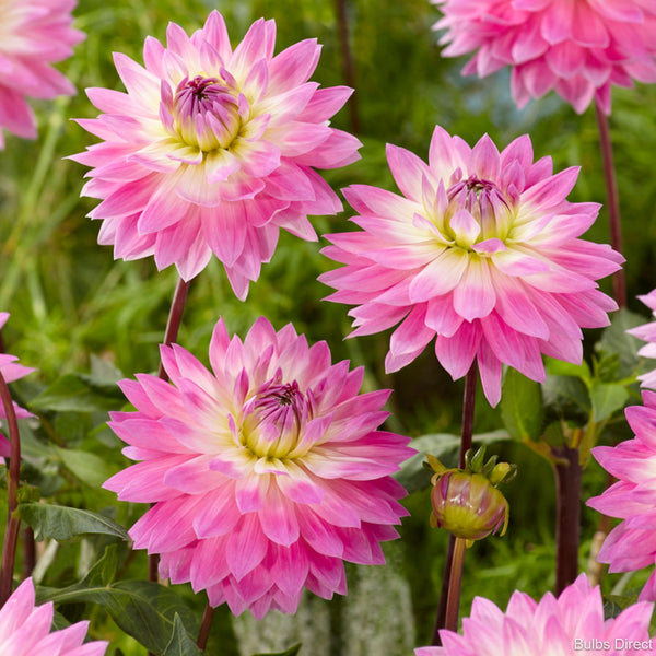 Miss Delilah Dahlias Order Dahlia Tubers online Bulbs Direct NZ