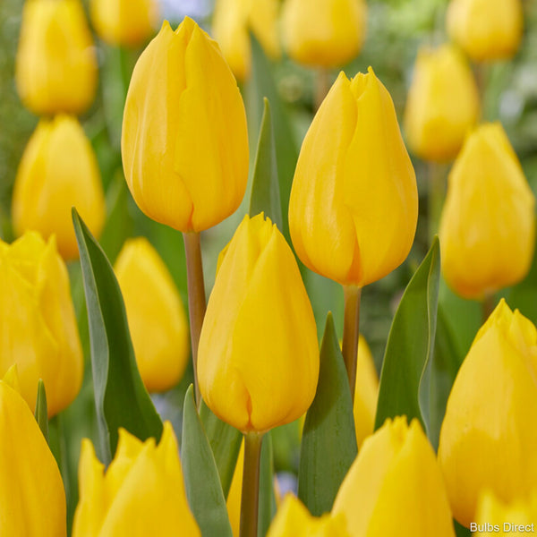 strong_gold_tulip_vibrant_yellow