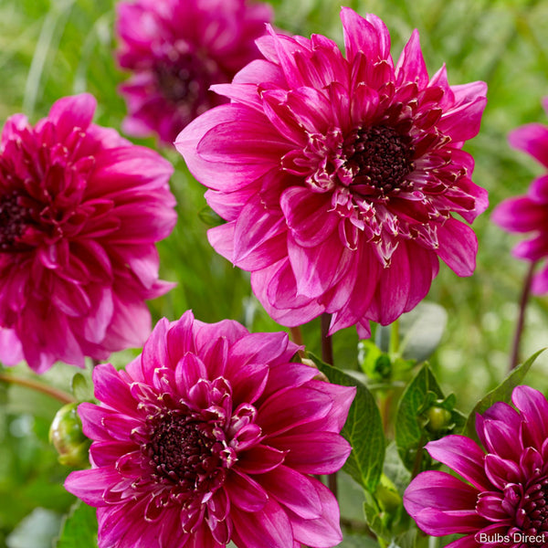 Richards Fortune Dahlias Order Dahlia Tubers online Bulbs Direct NZ